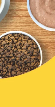 PetCentral UAE Expands Online Pet Food and Supplies Store to Oman and Qatar