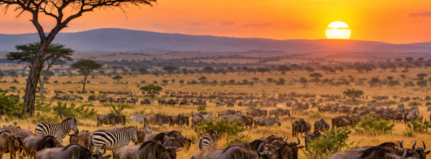 Herdtracker